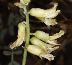 Astragalus californicus