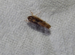 Scaphoideus omani