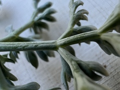 Lomatium cuspidatum