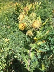 Cirsium parryi
