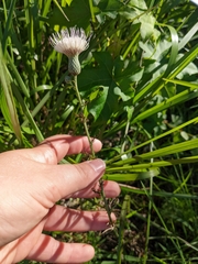 Cirsium lecontei