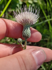 Cirsium lecontei