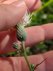 Cirsium lecontei