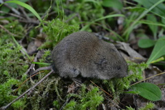 Microtus pinetorum
