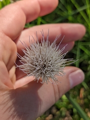 Cirsium lecontei