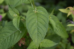 Circaea canadensis