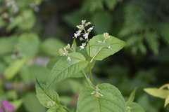 Circaea canadensis