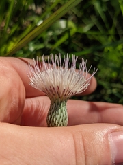 Cirsium lecontei