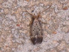 Neodactylota liguritrix