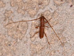 Hypexilis pallida