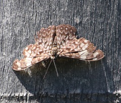 Hamadryas amphinome mazai