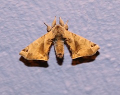 Apatelodes pudefacta