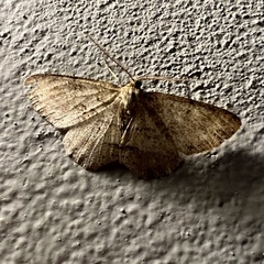 Lepidoptera