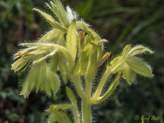 Onosma tricerosperma