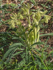 Onosma tricerosperma
