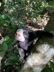 Callithrix geoffroyi