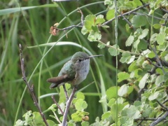 Selasphorus calliope