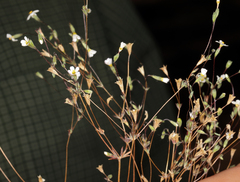 Leptosiphon bolanderi