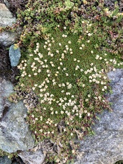 Cherleria sedoides
