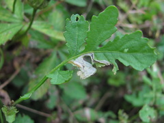 Scaptomyza flava