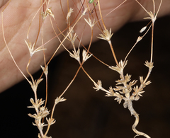 Leptosiphon bolanderi