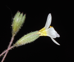 Leptosiphon bolanderi