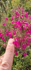 Erica axilliflora