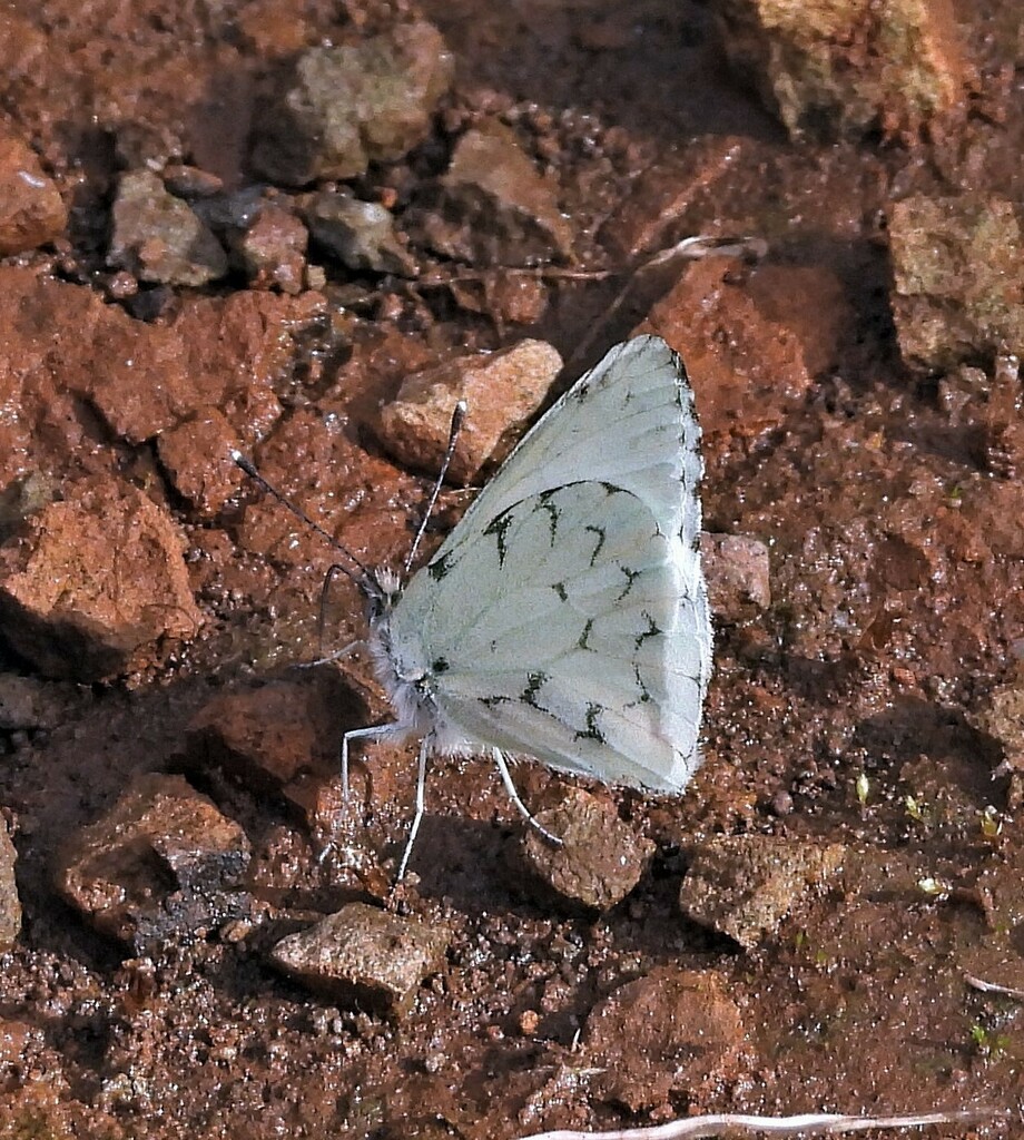 Hesperocharis paranensis