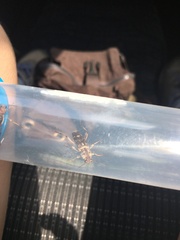 Xylotrechus stebbingi