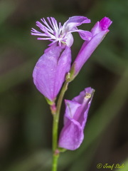 Polygala boissieri