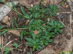 Polygala boissieri
