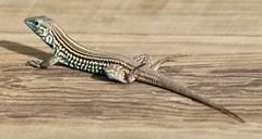 Aspidoscelis lineattissimus