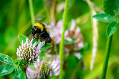 Bombus