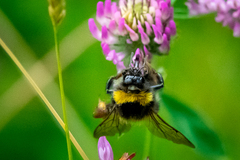 Bombus