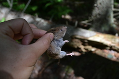 Microtus pinetorum