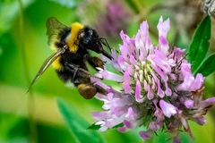 Bombus