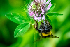 Bombus