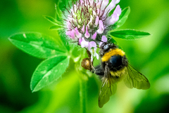 Bombus