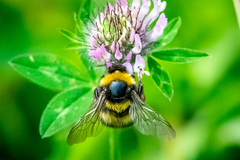 Bombus