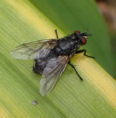 Voria ruralis