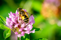 Eristalis horticola