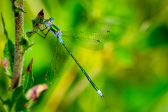 Lestes sponsa