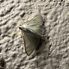 Lepidoptera