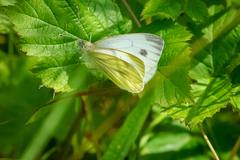 Pieris napi