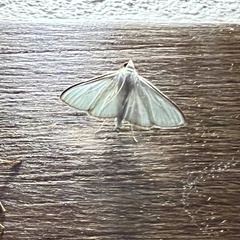 Lepidoptera