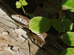 Podarcis muralis
