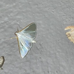 Lepidoptera