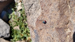 Comperocoris roehneri