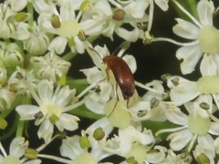 Anaspis lurida