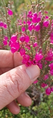 Erica axilliflora